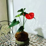 Thumbnail de la galería